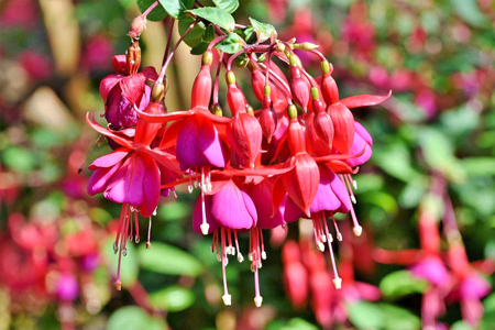 fuchsia-4336347_1280