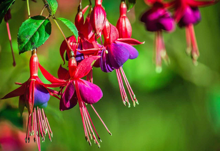 fuchsias-2440192_1280