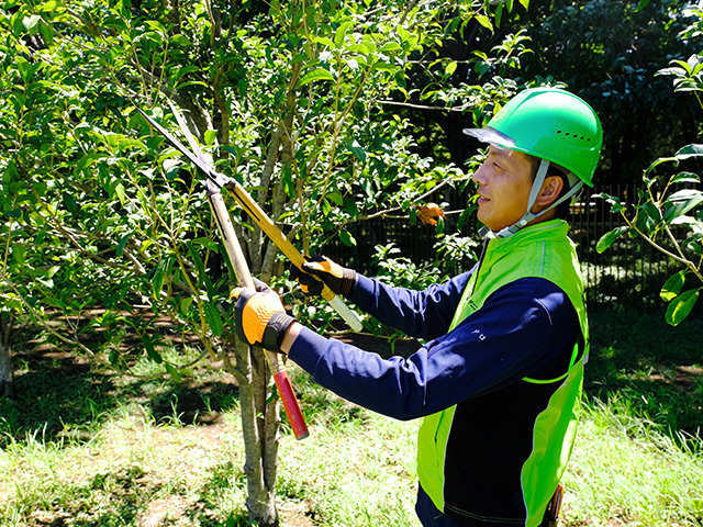 ブルーベリーの剪定方法まとめ