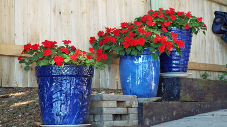 geraniums-1591221_1920