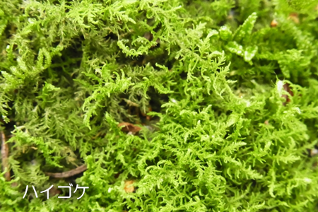 初心者でもトライしやすい 苔リウム お庭から始まる豊かなグリーンライフ 庭サポ