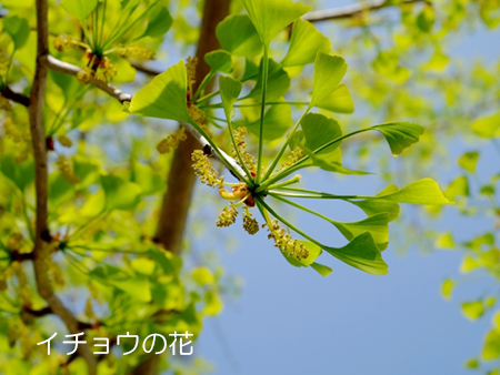 イチョウ 銀杏 にまつわる誤解 お庭から始まる豊かなグリーンライフ 庭サポ