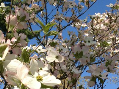 せいかつ緑化計画【アメリカからの贈りもの「花水木（ハナミズキ）」】