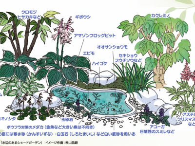 せいかつ緑化計画【日陰でも育つ植物で素敵なお庭をデザイン】