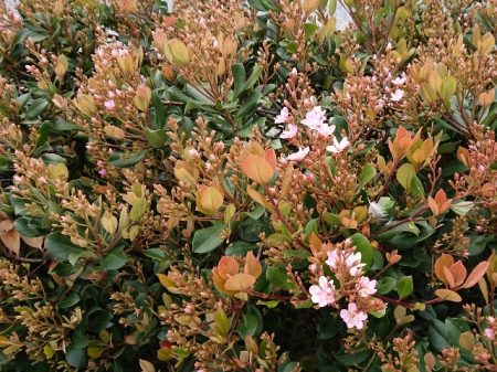 花咲く生垣におすすめ シャリンバイ 車輪梅 クイック ガーデニングの 庭サポ