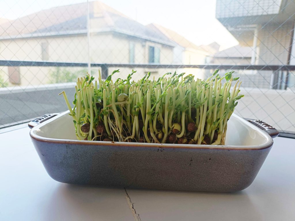 野菜を使った水耕栽培