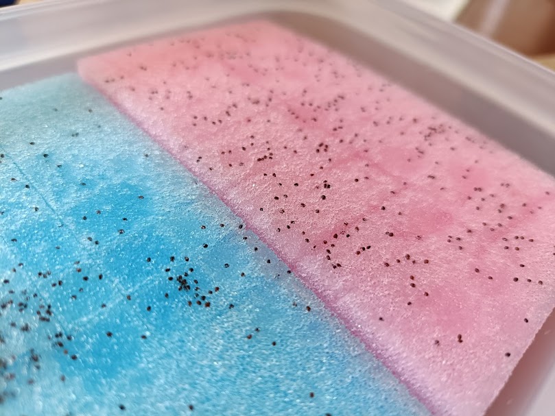 ミント水耕栽培