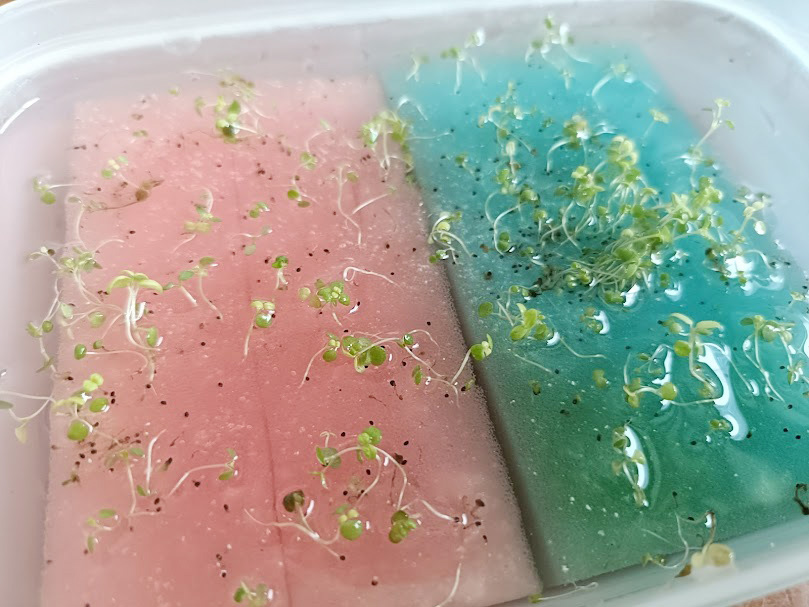 ミント水耕栽培