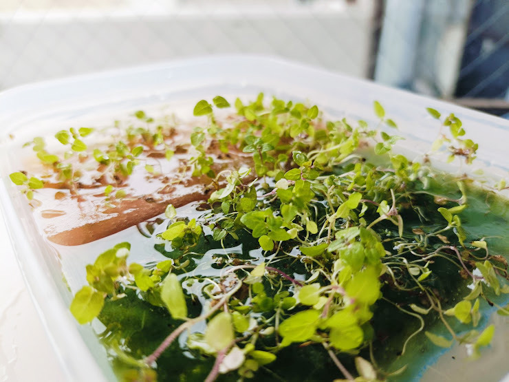 ミント水耕栽培