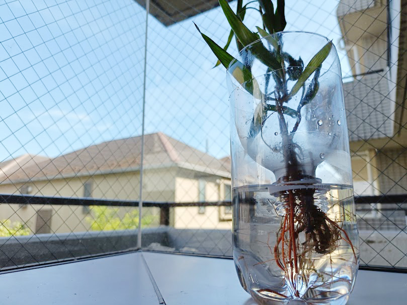 ペットボトルで水耕栽培