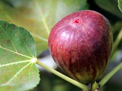 せいかつ緑化計画【不老長寿の果実「イチジク（無花果）」】