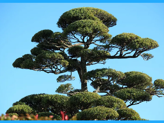 イヌマキの剪定方法