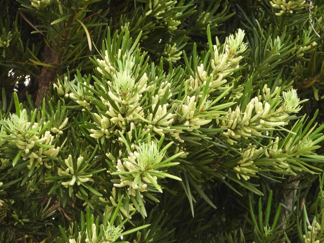 イヌマキの剪定に適した時期