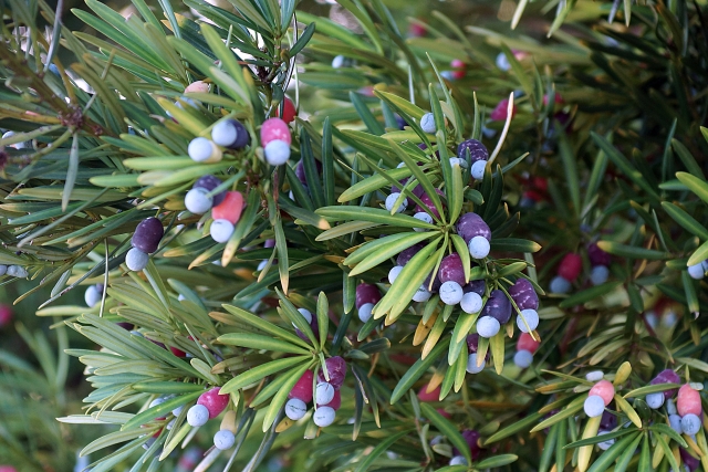 イヌマキの剪定方法まとめ