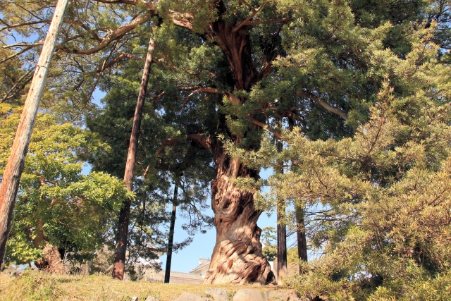 イヌマキの剪定方法