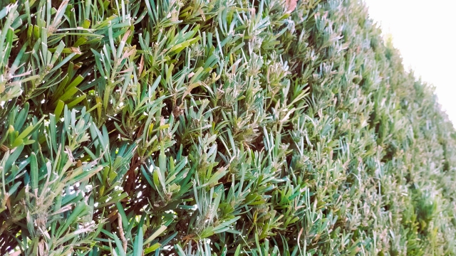 イヌマキを剪定するときのコツ