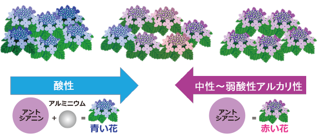 水を愛する梅雨の花 アジサイ クイック ガーデニングの 庭サポ