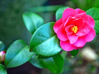 日本庭園に欠かせない「椿/ツバキ/camellia」