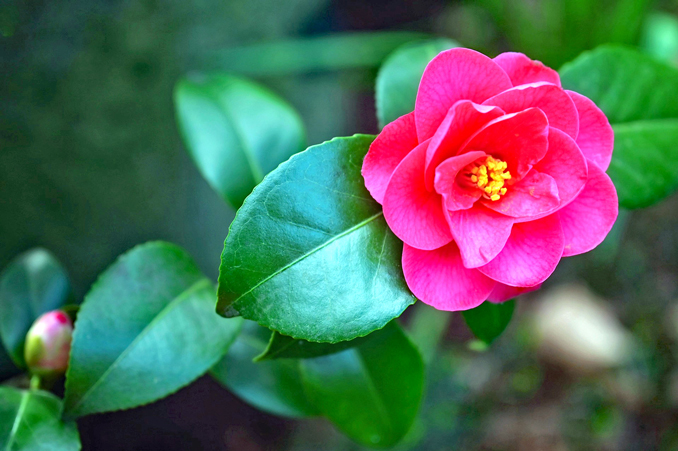 japanese-camellia-5038171_1920