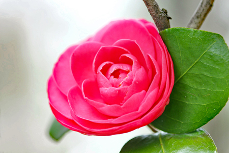 japanese-camellia-6821703_1920