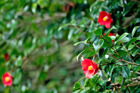 japanese-camellia-6952395_1920