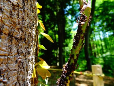 【カイガラムシ】植物に大量の貝殻のようなものが・・すぐにできる駆除と対策