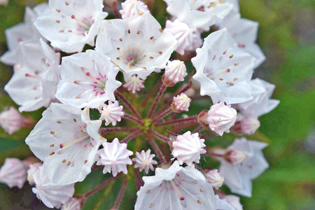 kalmia-latifolia-elf-2352599_1280