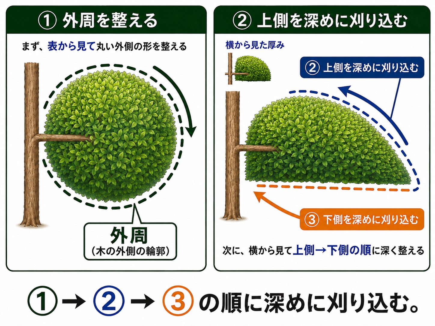 つげ の 木 の 剪定