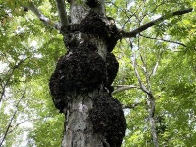 【庭木の病気】枝や幹の症状からみる対策と対処法とは