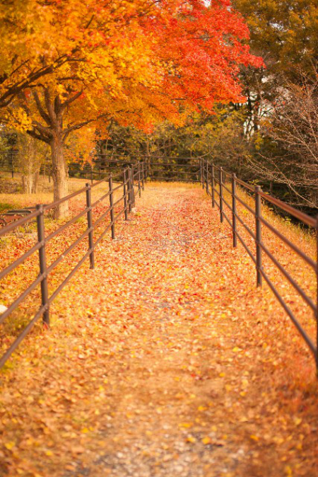 紅葉