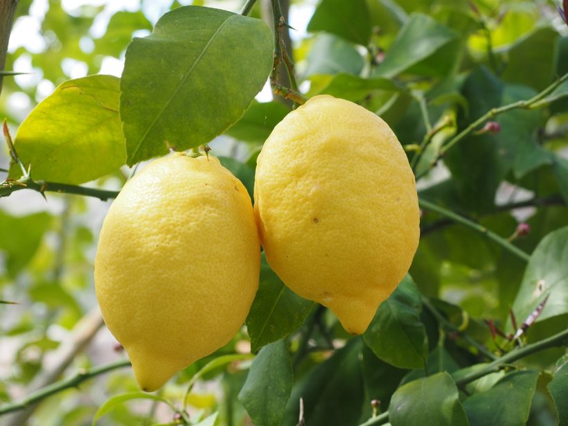 lemon-1117564_1280