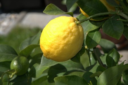 lemon-50348_1920