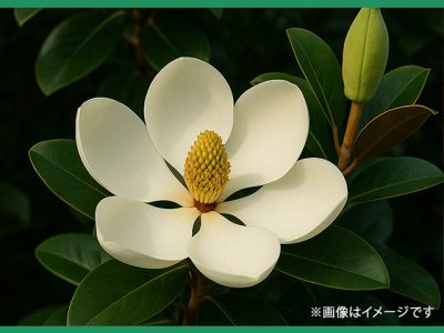 リトルジェムの育て方と魅力【タイサンボク/ Little Gem】