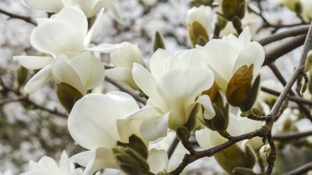 magnolia-3503935_1920