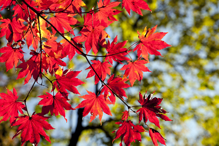 maple-leaves-2789234_1920