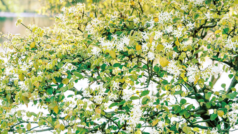 花の生垣に姿を変える トキワマンサク クイック ガーデニングの 庭サポ