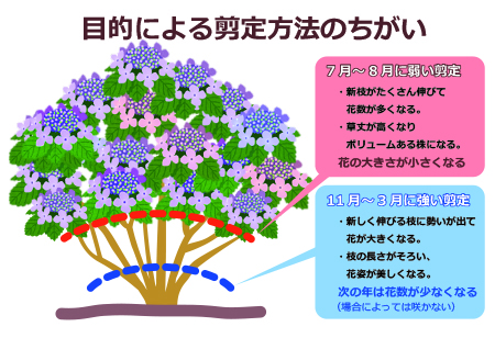 水を愛する梅雨の花 アジサイ クイック ガーデニングの 庭サポ