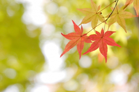 momiji