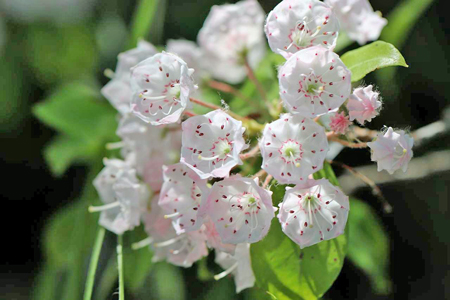 mountain-laurel-5278114_1280