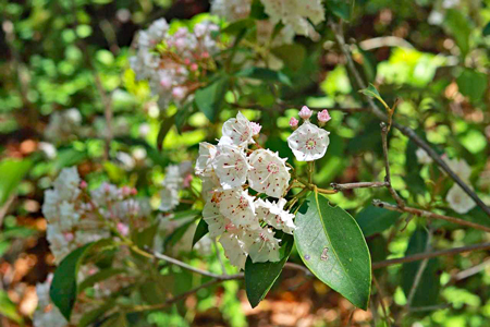 mountain-laurel-7243023_1280