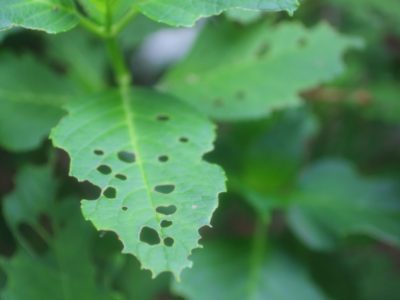 せいかつ緑化計画【庭木の健康を守ろう1（病気・害虫って？）】