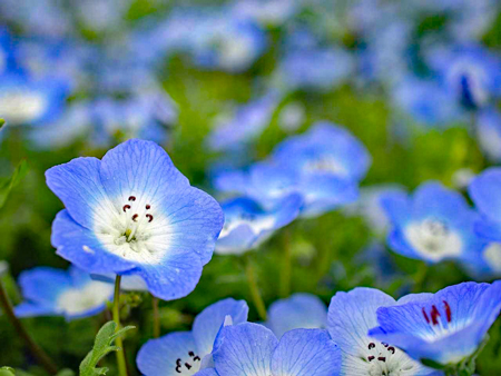 nemophila-gf2732b325_1280