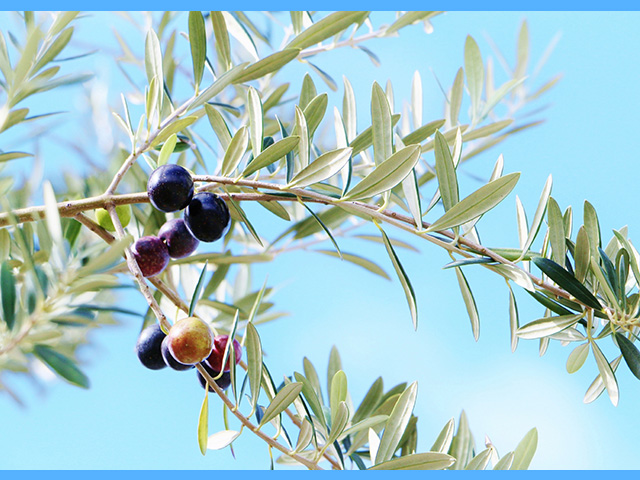 オリーブ