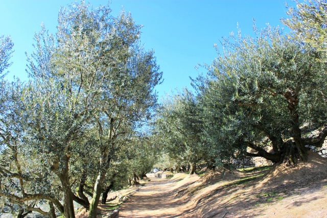 オリーブの木