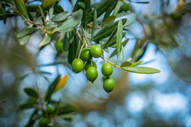 オリーブの実