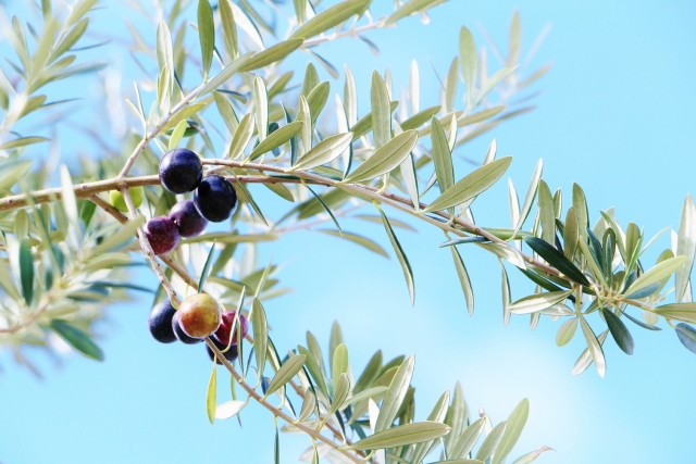 オリーブの実