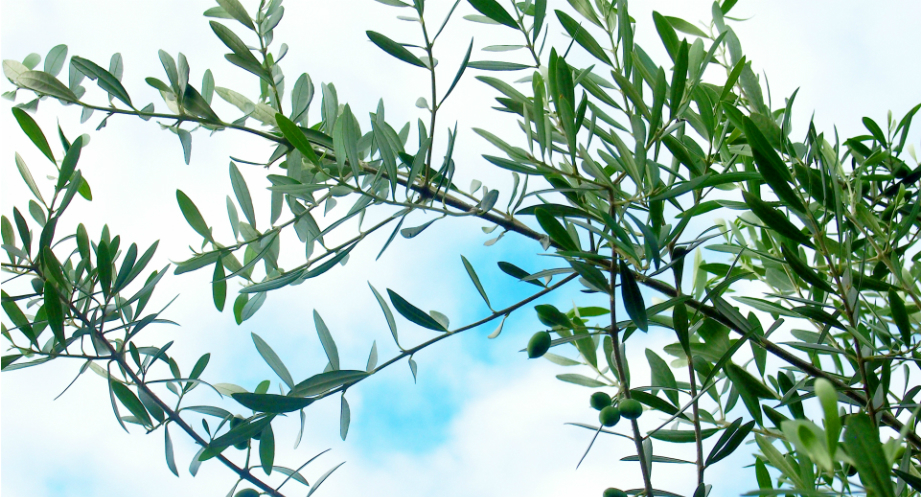 幸せを運ぶシンボルツリー オリーブ お庭から始まる豊かなグリーンライフ 庭サポ