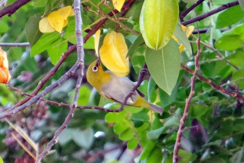 oriental-white-eye-293361_1920