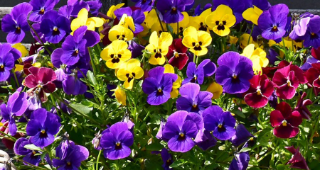 pansy-3411829_1920