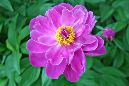 peony-367220_1920